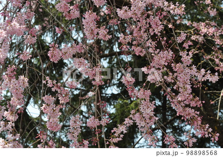 カーテン状に咲いている枝垂れ桜の花々 98898568