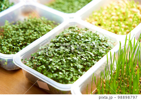 Growing mix microgreen seeds in plastic box. Windowsill agrary on wooden background 98898797