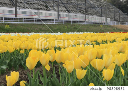 チューリップと電車　【千葉県佐倉市佐倉ふるさと広場にて】 98898981
