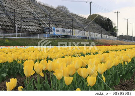 チューリップと電車 【千葉県佐倉市佐倉ふるさと広場にて】 チューリップと電車 【千葉県佐倉市佐倉ふるさと広場にて】 98898982