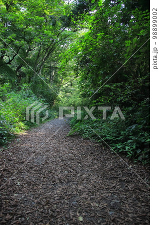 山道 【埼玉県比企郡嵐山渓谷にて】 山道 【埼玉県比企郡嵐山渓谷にて】 98899002