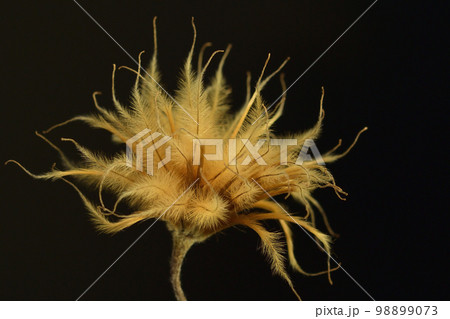 クレマチスシード 98899073