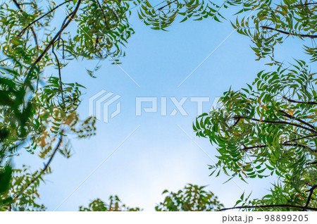 Blue sky framed with green leaves and tree branches. Blue sky framed by flowering tree branches 98899205