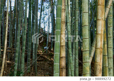 竹林 98899272