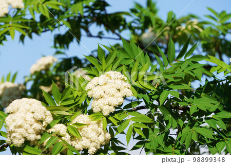 ナナカマドの花 98899348