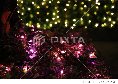 足下の小さなイルミネーション(公園植栽の地表上) 足下の小さなイルミネーション(公園植栽の地表上) 98899358