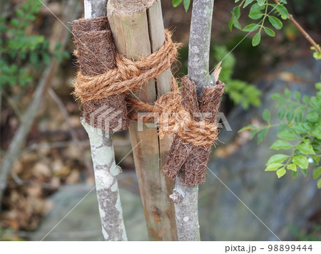 筋交い縛り 98899444