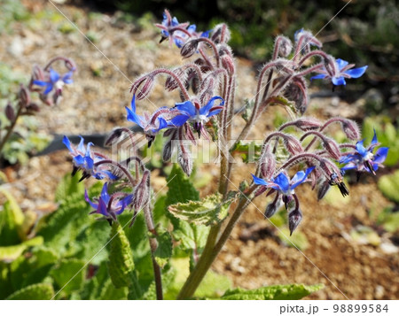 ボリジの花 ボリジの花 98899584