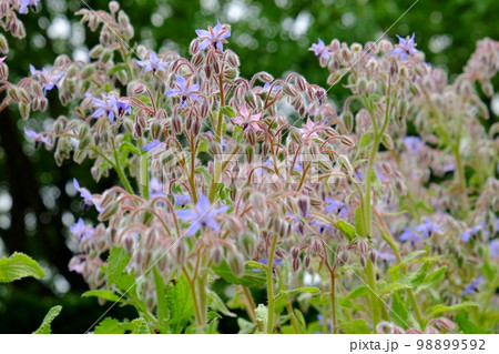 ボリジの花 ボリジの花 98899592