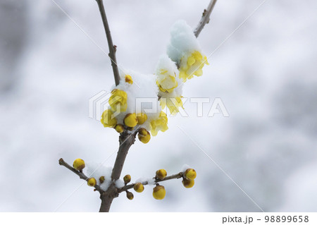 ロウバイの花に雪 98899658