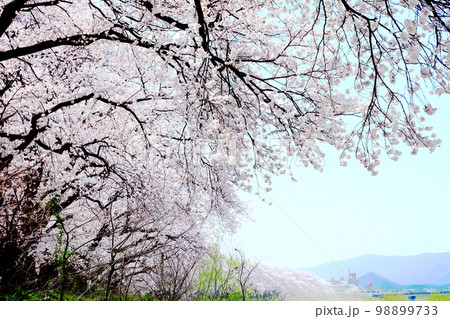 桜（福井・足羽川堤防） cherry blossoms (sakura) 98899733