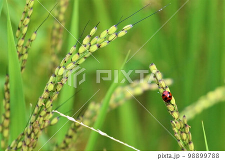 ゆずの里毛呂山町の里山に実った古代米の稲に止まる一匹のナナホシテントウムシ ゆずの里毛呂山町の里山に実った古代米の稲に止まる一匹のナナホシテントウムシ 98899788