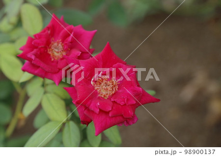 荒尾市 おもやい市民花壇 バラの花、 荒尾市 おもやい市民花壇 バラの花、 98900137