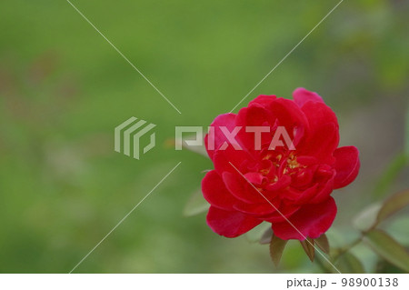 荒尾市 おもやい市民花壇 バラの花、 荒尾市 おもやい市民花壇 バラの花、 98900138