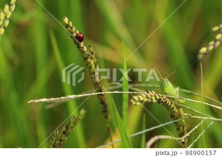 ゆずの里毛呂山町の棚田に実った古代米の稲に止まるナナホシテントウムシとバッタのネイチャー写真 98900157