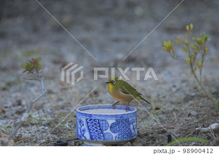 庭に飛んできたメジロ、 98900412