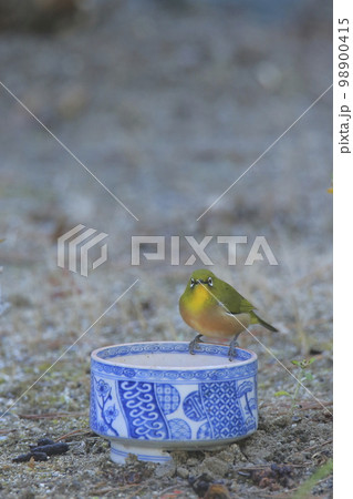 庭に飛んできたメジロ、 98900415