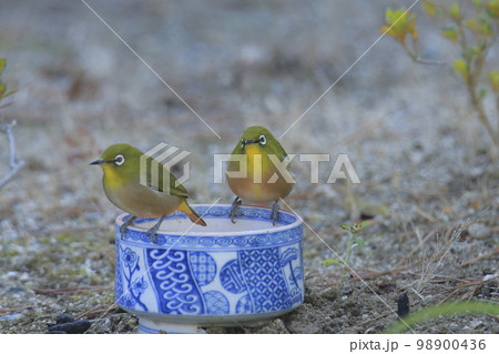 庭に飛んできたメジロ、 98900436