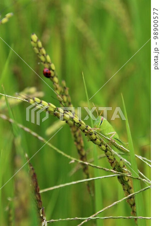 ゆずの里毛呂山町の棚田に実った古代米の稲に止まるナナホシテントウムシとバッタのネイチャー写真 ゆずの里毛呂山町の棚田に実った古代米の稲に止まるナナホシテントウムシとバッタのネイチャー写真 98900577