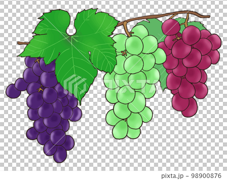 ブドウ 98900876
