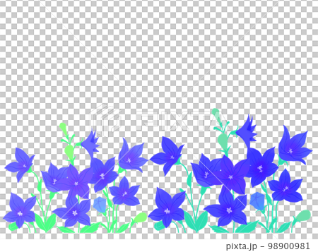 Kikyo flower 98900981