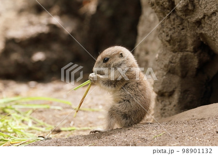 草を食べるプレーリードッグの赤ちゃん 草を食べるプレーリードッグの赤ちゃん 98901132