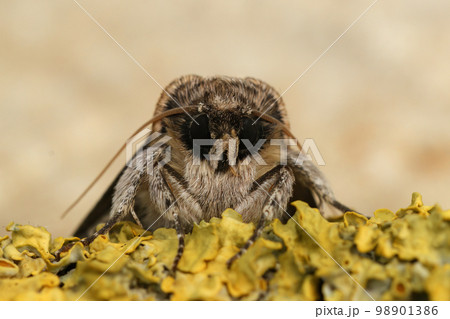 Frontal detailed closeup of the figure of eighty owlet moth, Tethea ocularis Frontal detailed closeup of the figure of eighty owlet moth, Tethea ocularis 98901386