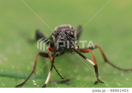 Closeup on a large and colorful Ichneumonid wasp, Vulgichneumon saturatorius sitting on a green leaf 98901403