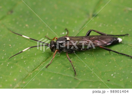 Closeup on a large and colorful Ichneumonid wasp, Vulgichneumon saturatorius sitting on a green leaf Closeup on a large and colorful Ichneumonid wasp, Vulgichneumon saturatorius sitting on a green leaf 98901404