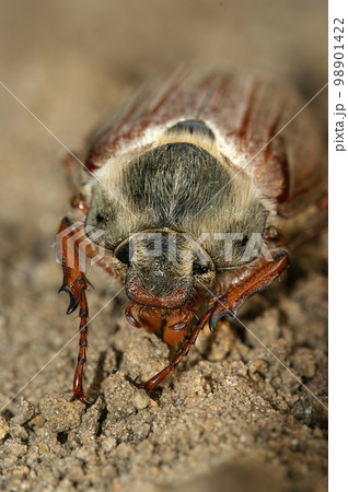 Closeup on a white haired Cockchafer may-bug beetle, Melolontha melolontha, on the ground 98901422