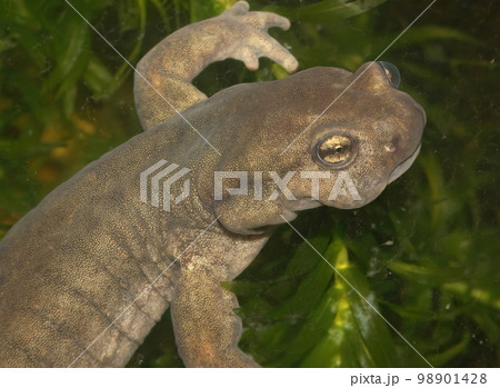 Closeup of a female of the critically endangered Semirechensk salamander, Ranodon sibericus , endemic to Russia 98901428