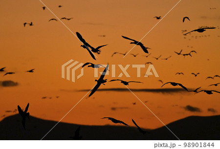 マガン夕景51(宮城県) マガン夕景51(宮城県) 98901844