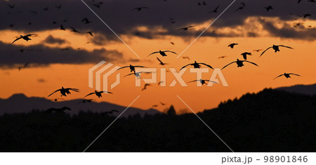 マガン夕景53(宮城県) マガン夕景53(宮城県) 98901846
