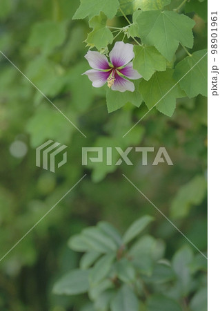 フヨウ フヨウ 98901961