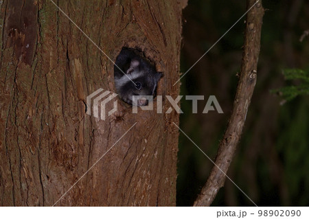 ムササビ②（山梨県） 98902090