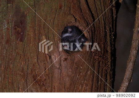 ムササビ③（山梨県） 98902092