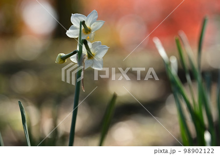 寒中に咲く水仙 寒中に咲く水仙 98902122