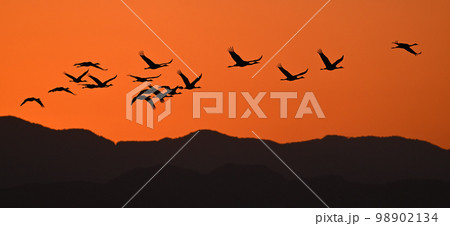 鶴たちの夜明け②(鹿児島県) 鶴たちの夜明け②(鹿児島県) 98902134