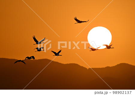 鶴たちの夜明け⑤（鹿児島県） 98902137