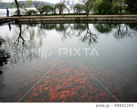 花港観魚（中国_杭州） 98902265