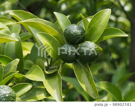 ヒラミレモン（シークワーサー）の未熟な果実 98902581