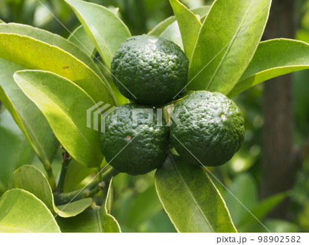 ヒラミレモン（シークワーサー）の未熟な果実 98902582