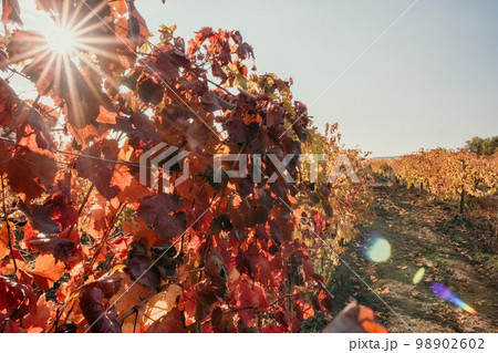 Bright autumn red orange yellow grapevine leaves at vineyard in warm sunset sunlight. Beautiful clusters of ripening grapes. Winemaking and organic fruit gardening. Close up. Selective focus. 98902602