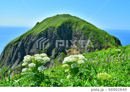 礼文島 桃岩と花 礼文島 桃岩と花 98902640