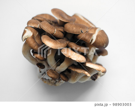 ヒラタケ 98903003