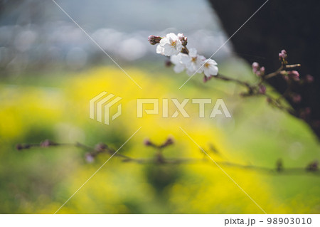 ソメイヨシノの桜の花と菜の花の春のお花見スポット 九州福岡県うきは市浮羽町巨瀬川沿い流川の桜並木 98903010