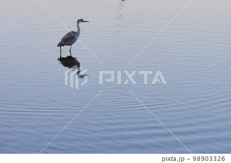 湖面の鳥 湖面の鳥 98903326