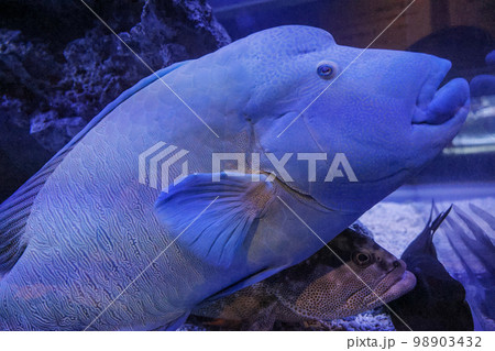メガネモチノウオ 重なる魚 メガネモチノウオ 重なる魚 98903432