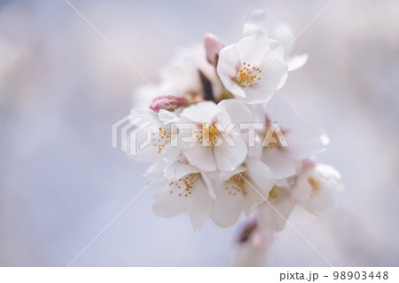 満開のソメイヨシノの桜の花 春のお花見スポット 九州福岡県うきは市浮羽町巨瀬川沿い流川の桜並木 満開のソメイヨシノの桜の花 春のお花見スポット 九州福岡県うきは市浮羽町巨瀬川沿い流川の桜並木 98903448