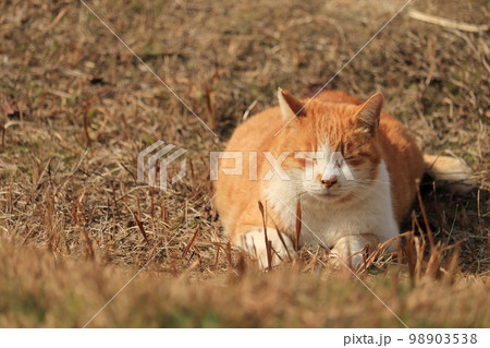 草むらで目を瞑っているサクラ猫 98903538